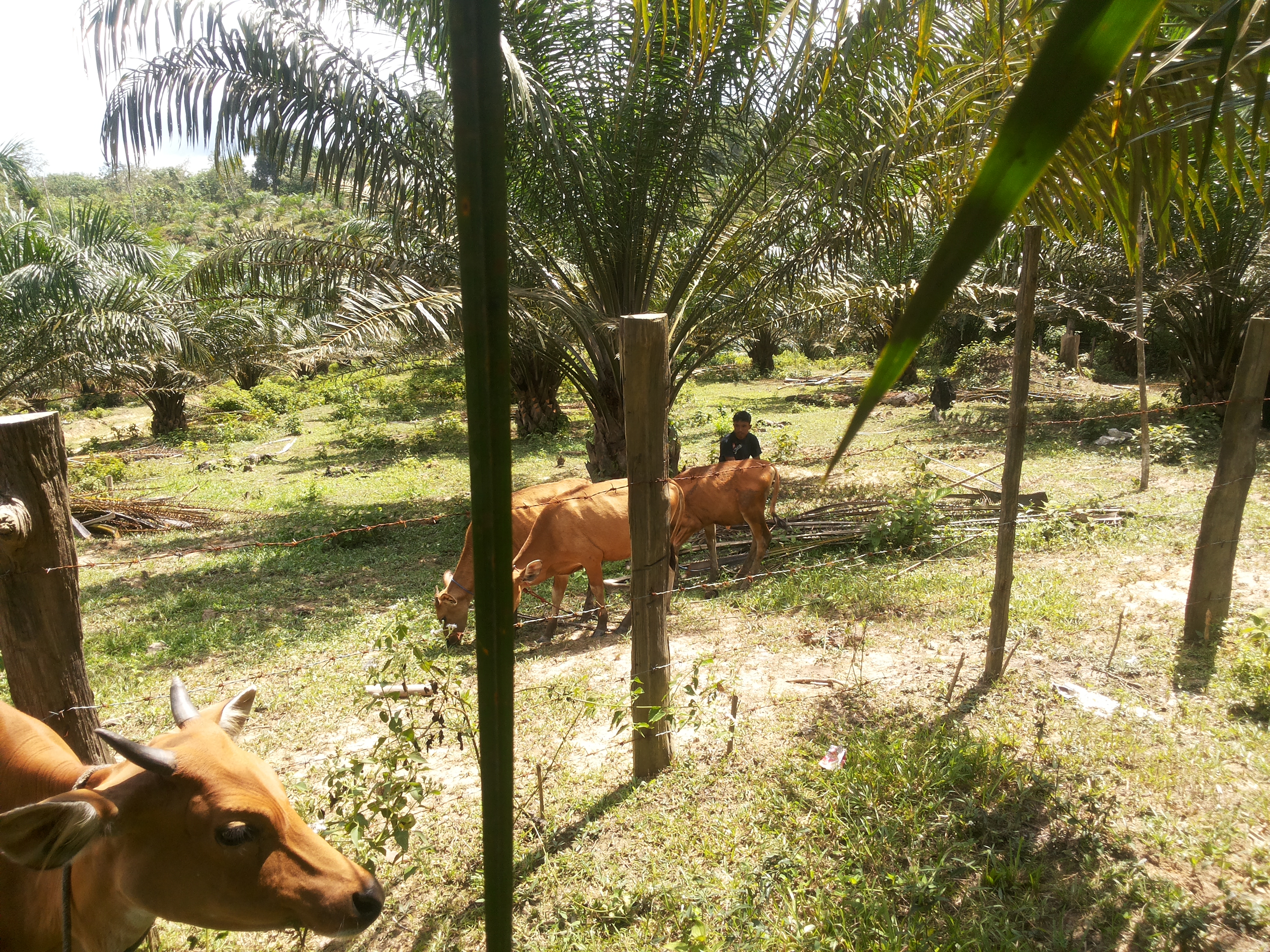 PEMANFAATAN PELEPAH SAWIT